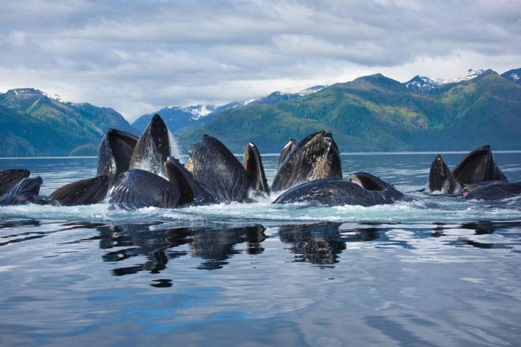 A group of humpbacks exhibits a learned behaviour known as bubble-net feeding. (Dan Evans/Wikimedia Commons)